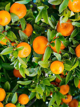 高清橘子树背景素材