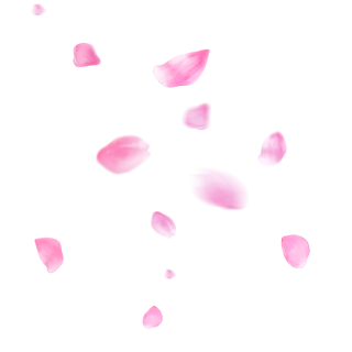 漂浮的桃花花瓣飘落的粉红色花瓣飞舞的桃花