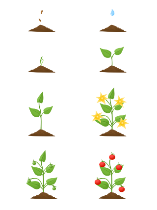 手繪可愛卡通西紅柿生長過程元素套圖