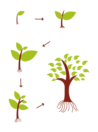 植物长高卡通图片