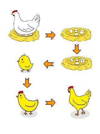 小鸡孵化过程绘画图片图片
