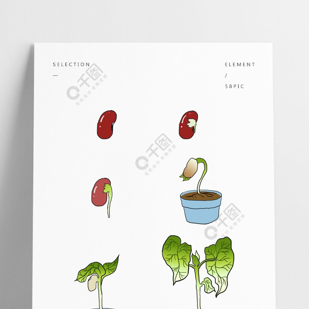 手绘植物生长过程红豆生长过程植物发芽