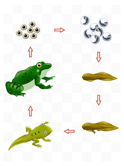 849手绘风卡通植物荷花动物青蛙生长过程元素48849457卡通人物生长