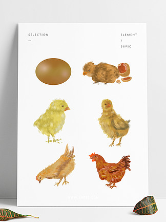 鸡的成长过程图解图片