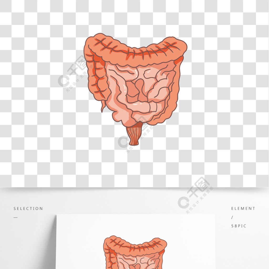 手绘人体器官大肠小肠
