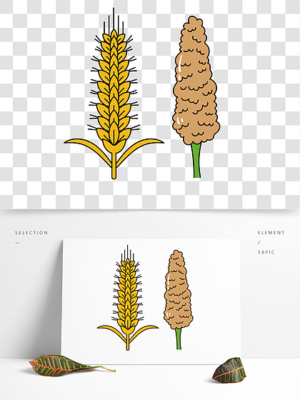 高粱属卡通图片