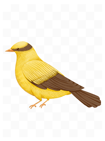 黄鹂鸟图片 卡通画图片