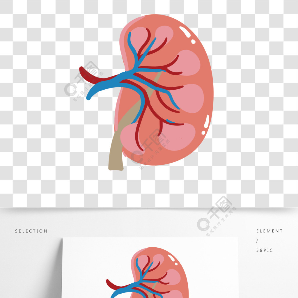 手绘人体器官结构图肾脏矢量免抠素材2年前发布