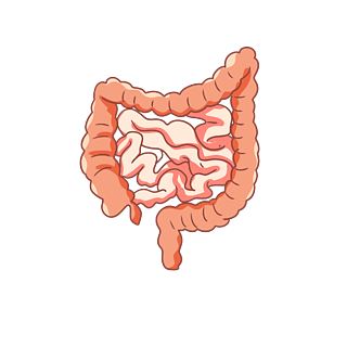 紅色人體器官腸子