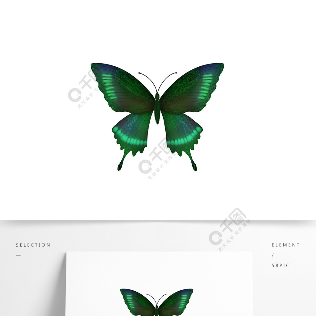 翠兰斑凤蝶标本图片