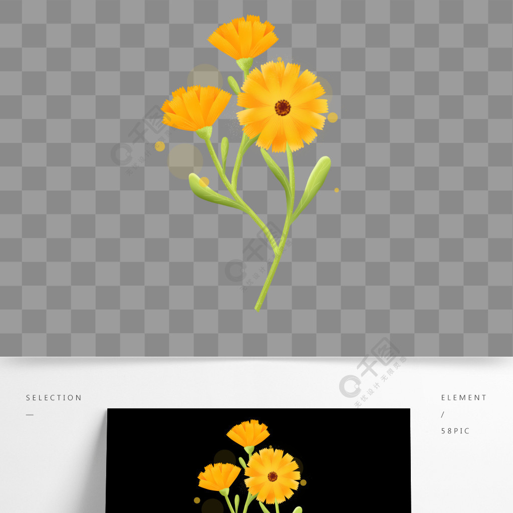 金盏花手绘清新花卉植物素材
