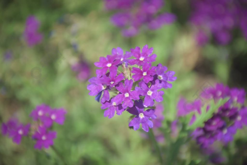 一簇紫色花團美女櫻馬鞭草科.jpg