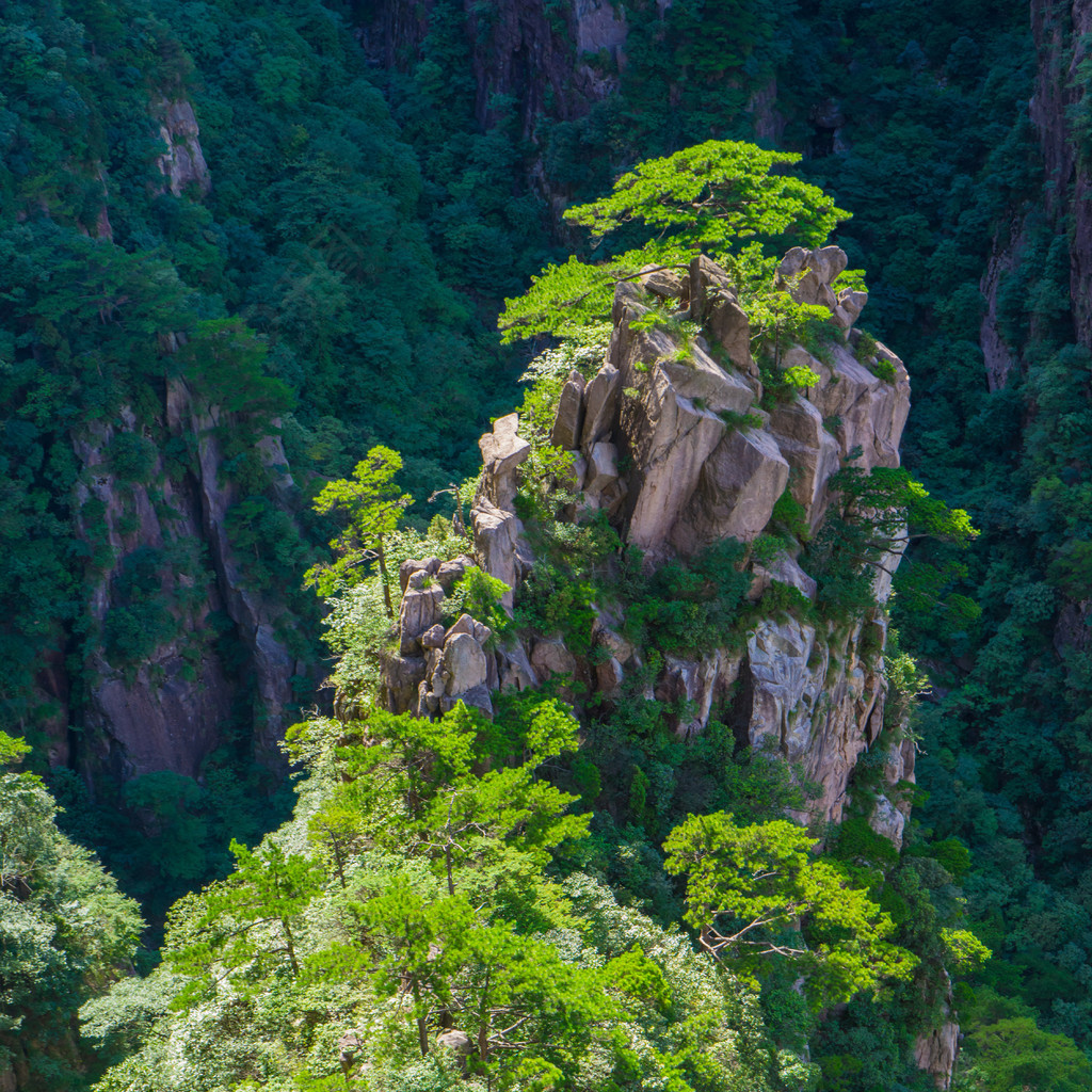 安徽黃山峭壁上的樹林