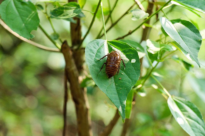 bug1110蟬的進化過程幼蟲1181蟬的進化過程蟬成蟲8圖庫蟬卡通圖相關