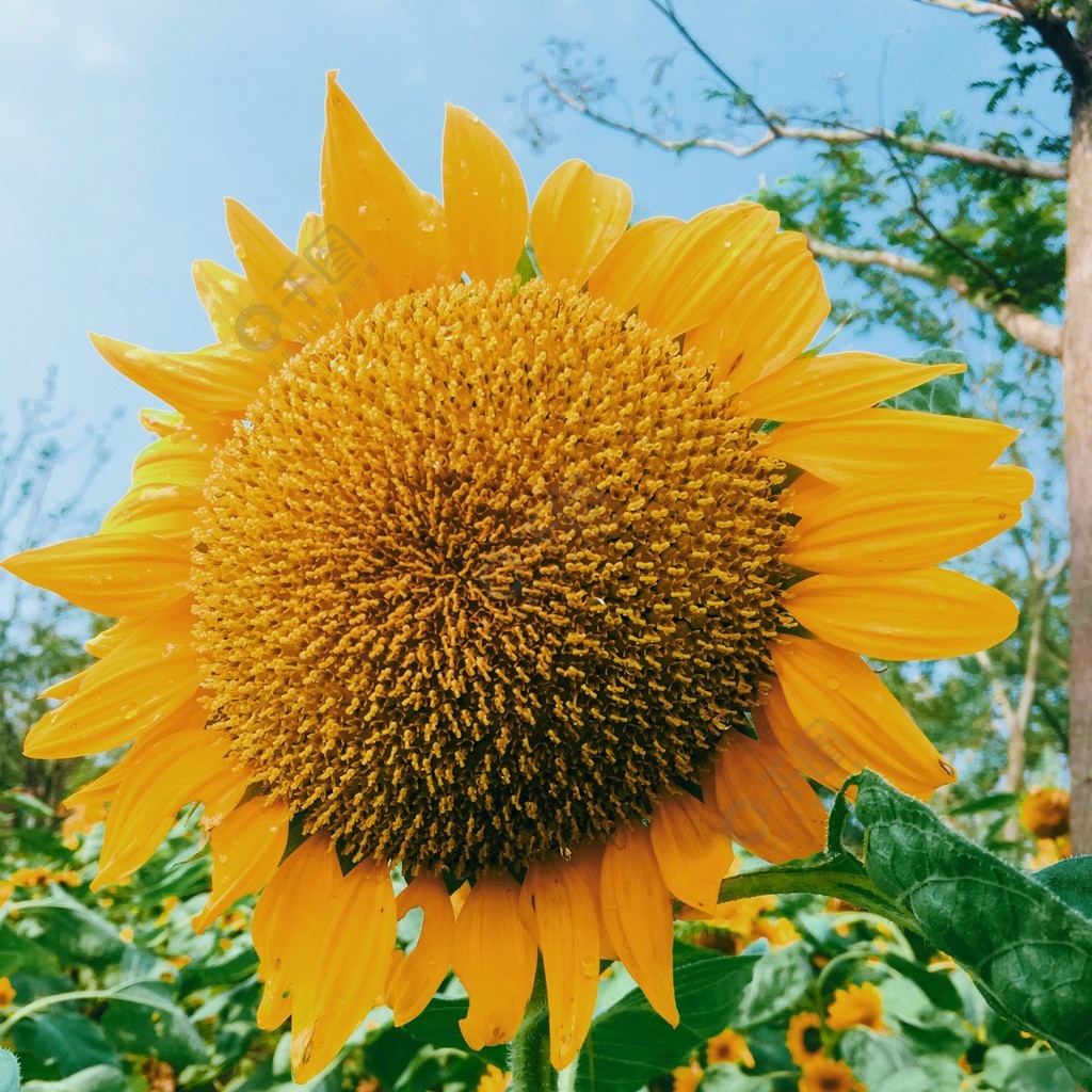 向陽生長的向日葵攝影圖