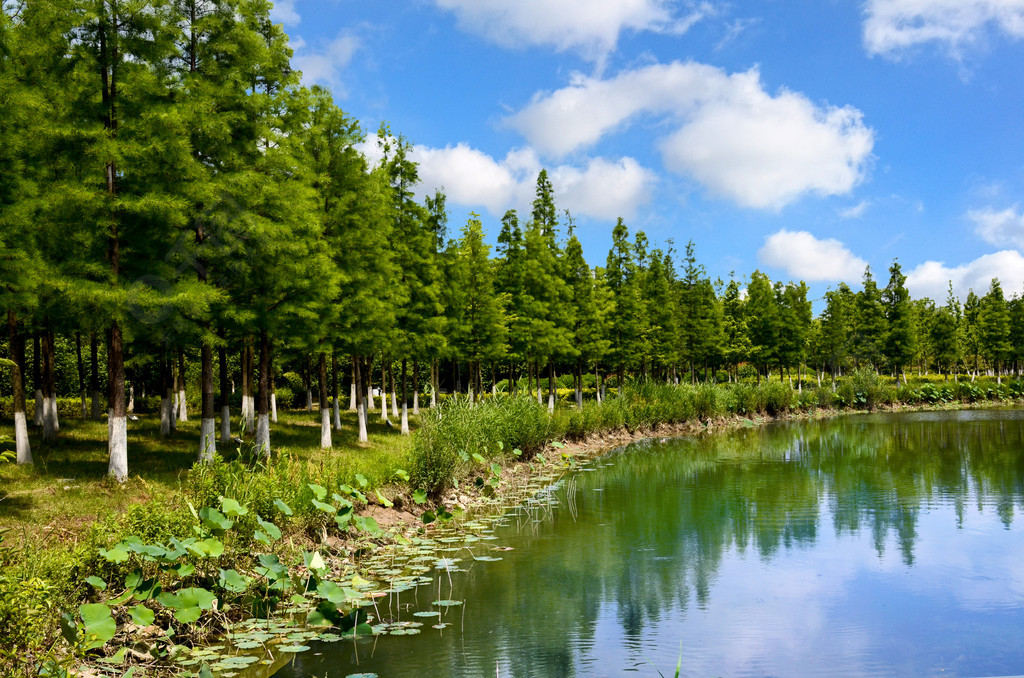 江河湖海植物樹林荷花風景攝影圖