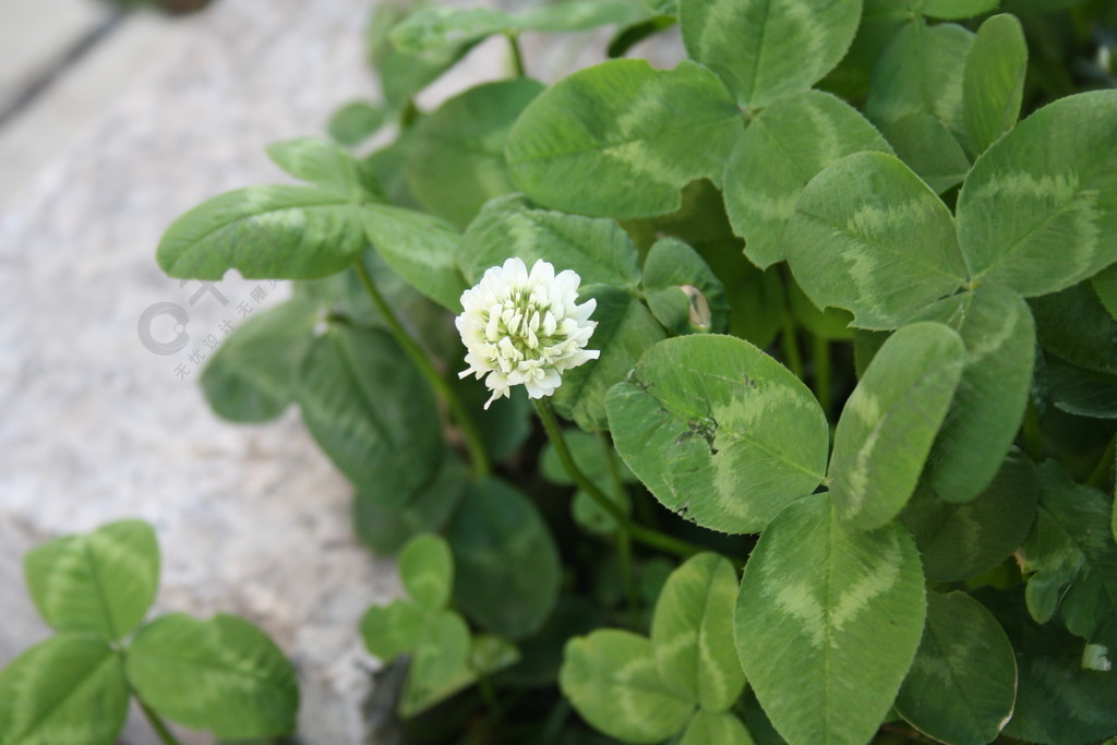 白花三叶草(白花三叶草播种时间)