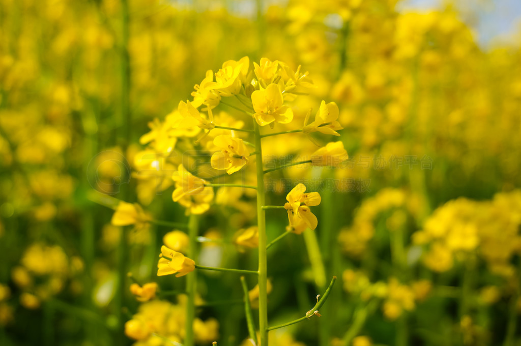 金黃的油菜花特寫動物植物免費下載_jpg格式_4615像素_編號35029201-