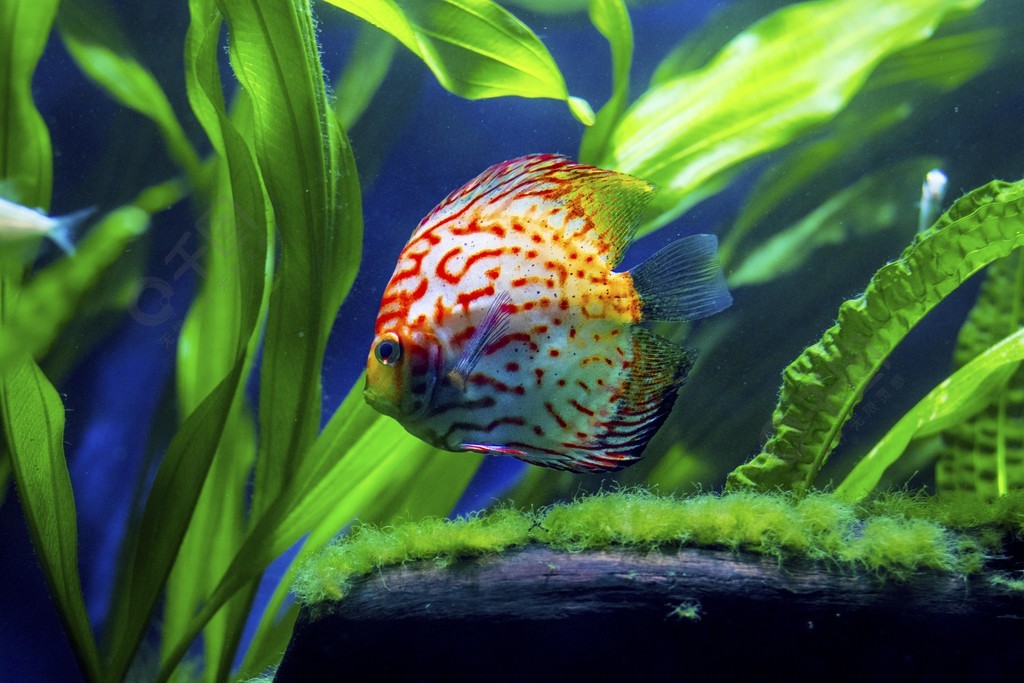 海洋生物美麗熱帶魚