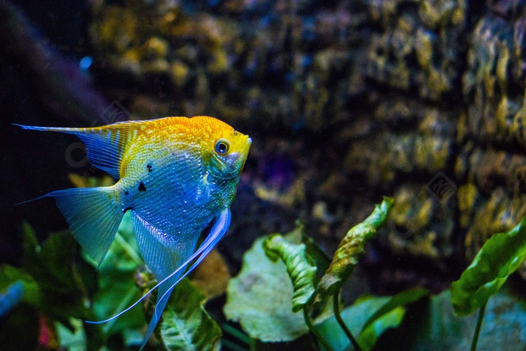 海洋動物多彩繽紛觀賞魚