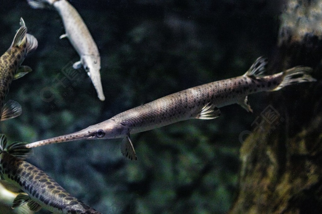 海洋生物之尖嘴魚