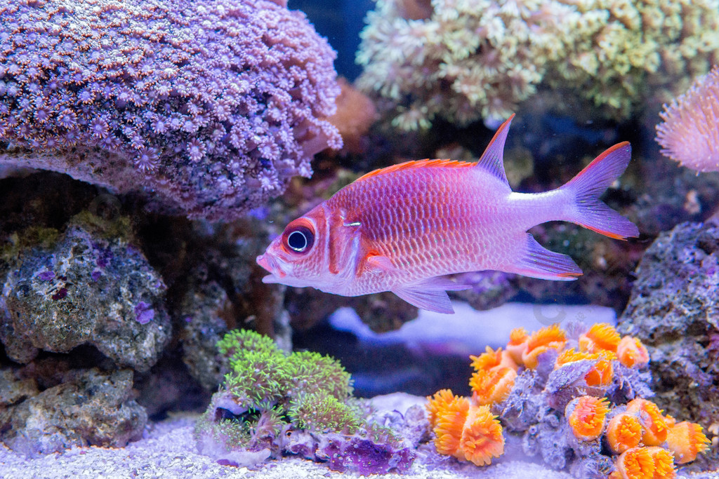 海底世界可愛小魚動物植物免費下載_jpg格式_6000像素_編號35065407