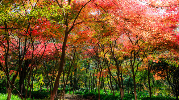 紅楓樹圖片大全-紅楓樹圖片素材下載-千圖網風景圖