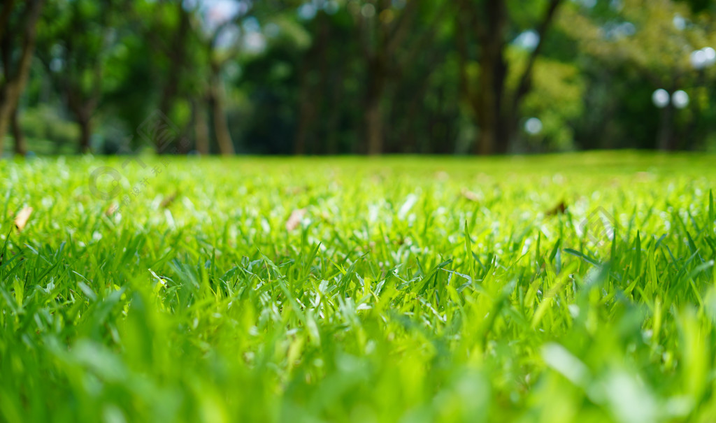 清新樹林草地攝影圖