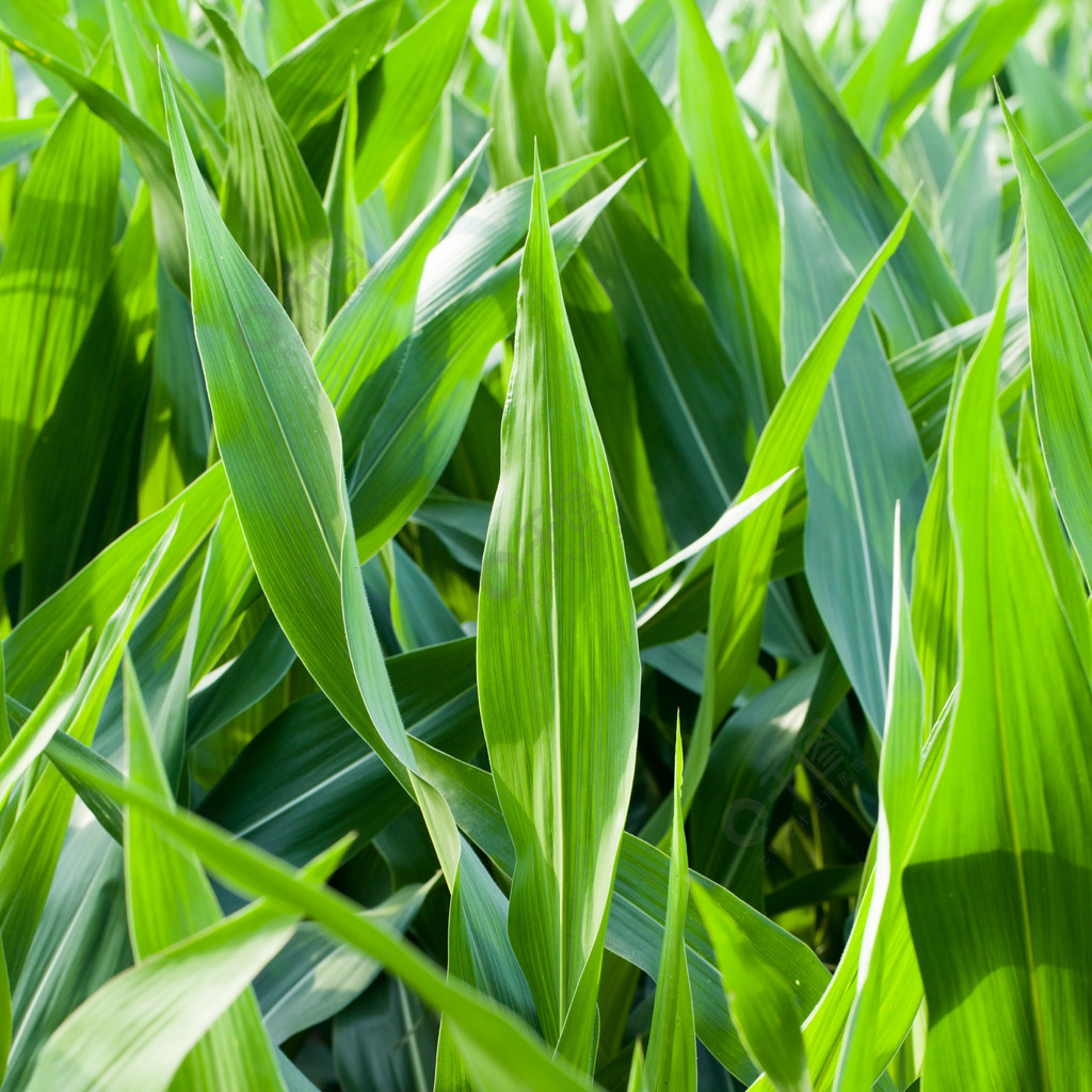 竖版农作物玉米叶子jpg