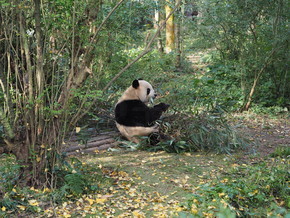 四川成都大熊猫在吃竹子