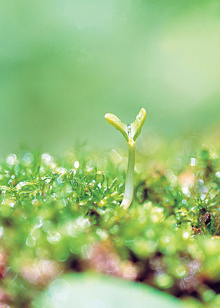 自然风景植物草地幼苗一株绿色户外白天俯视阳光