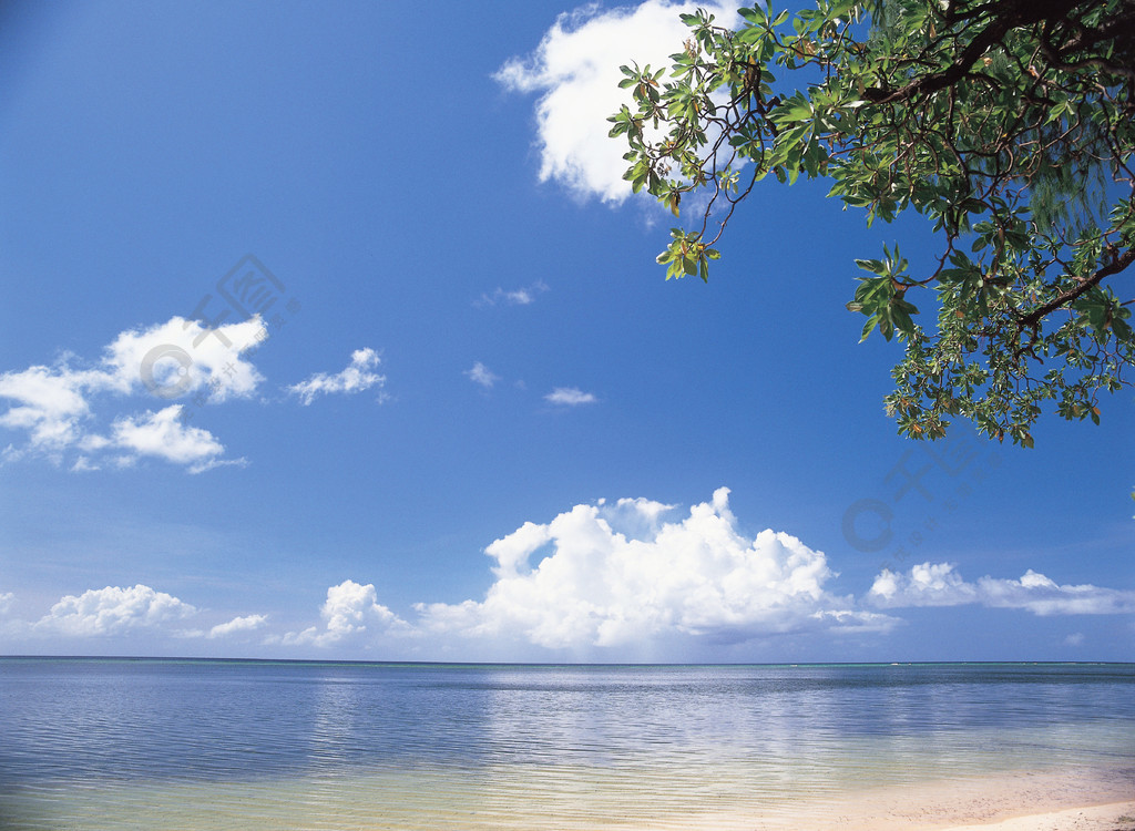 自然風景海景海洋海灘植物樹木戶外白天藍天白雲天空廣闊陽光