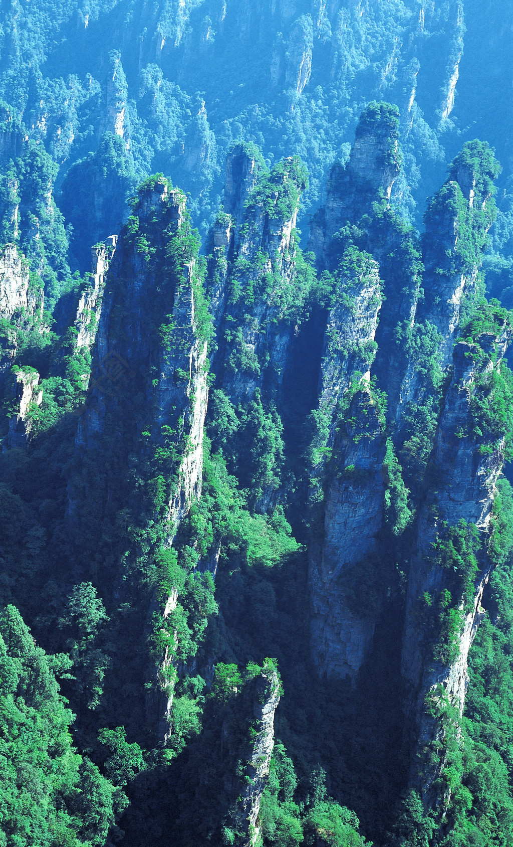 戶外白天植物俯視近景特寫自然風景樹木樹林群山攝影圖庫其他免費下載