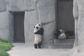 中国四川省四川成都市大熊猫繁育研究基地熊猫