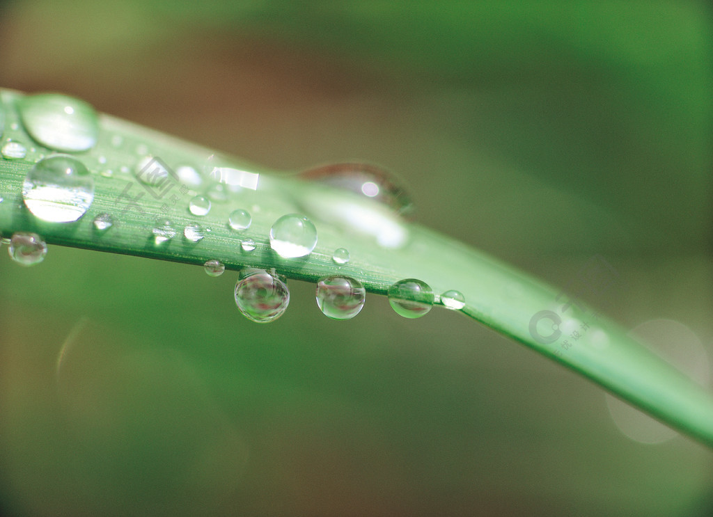 葉子露水早晨綠色純淨水滴草自然戶外透明