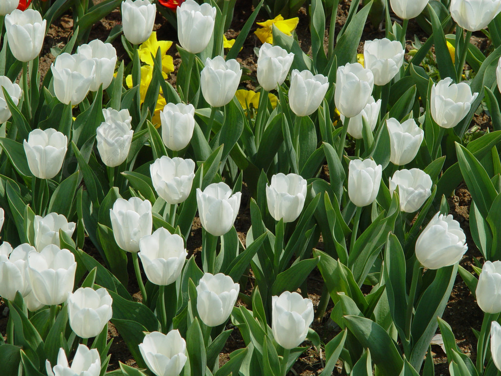 鬱金香植物草本維管植物花亞麻春天花朵花朵鬱金香花朵花園植物群花瓣