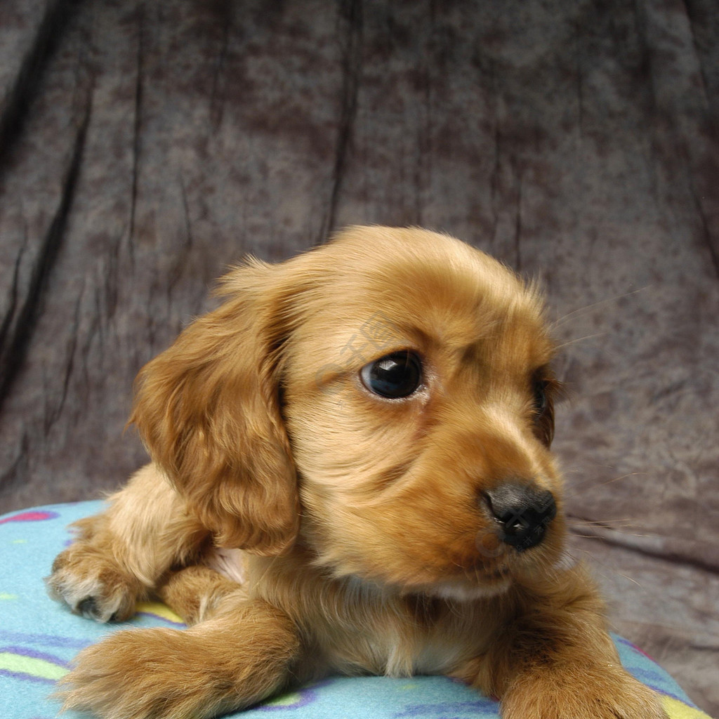 可卡犬可卡犬運動犬狗獵犬寵物小狗犬朋友可愛品種家養純種可愛棕色