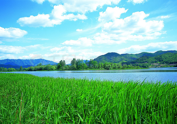 戶外天空湖泊水稻田糧食景觀草地