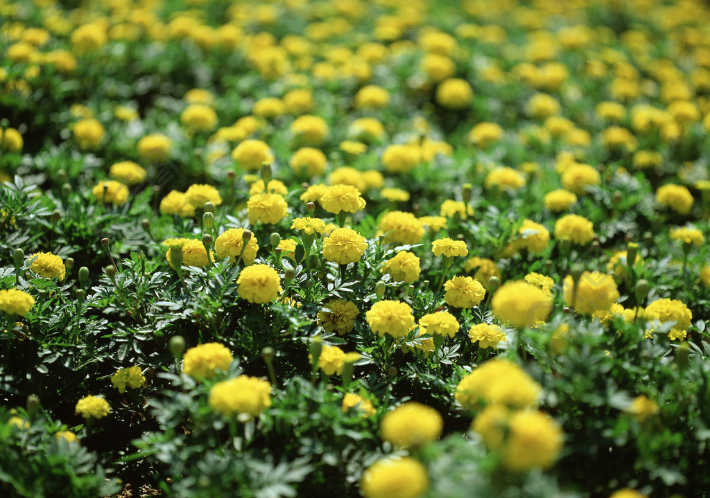 春天田野草地夏天花植物草花園自然開花花朵雛菊金合歡花瓣鮮豔含羞草