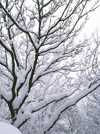 雪天氣 i>樹 /i>木冬季森林寒冷霜凍銀 i>樹 /i>景觀 i>樹 /i>木 i>樹