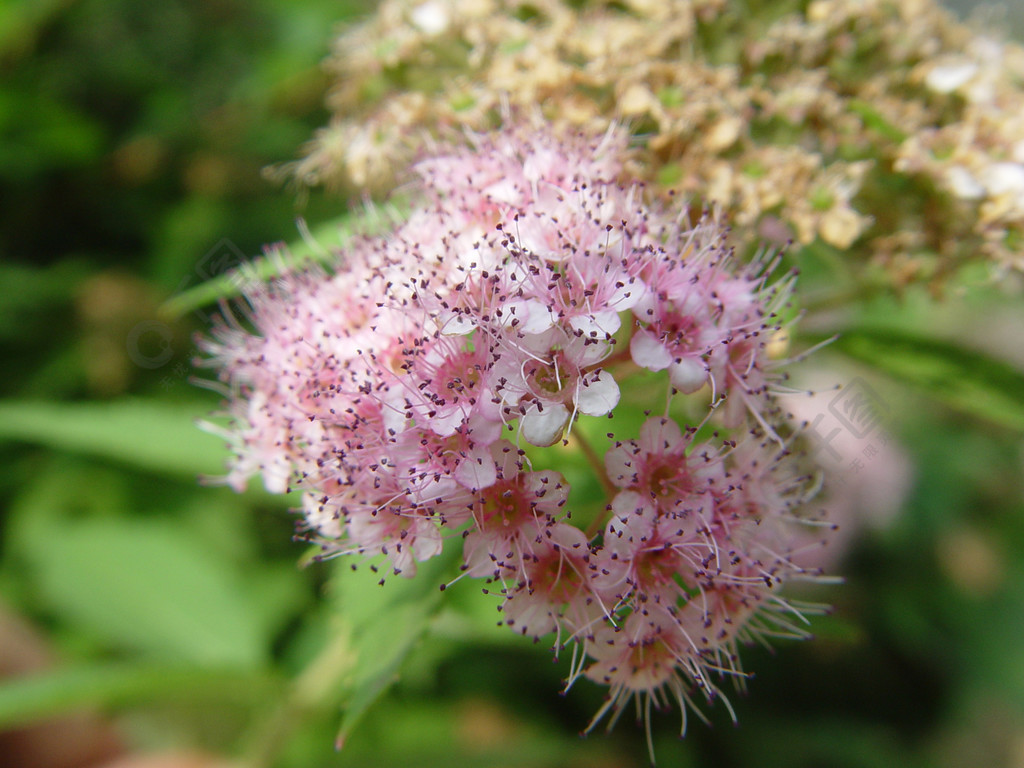 繡線菊草本植物維管植物植物花灌木花開花木本植物花園春天粉紅色昆蟲