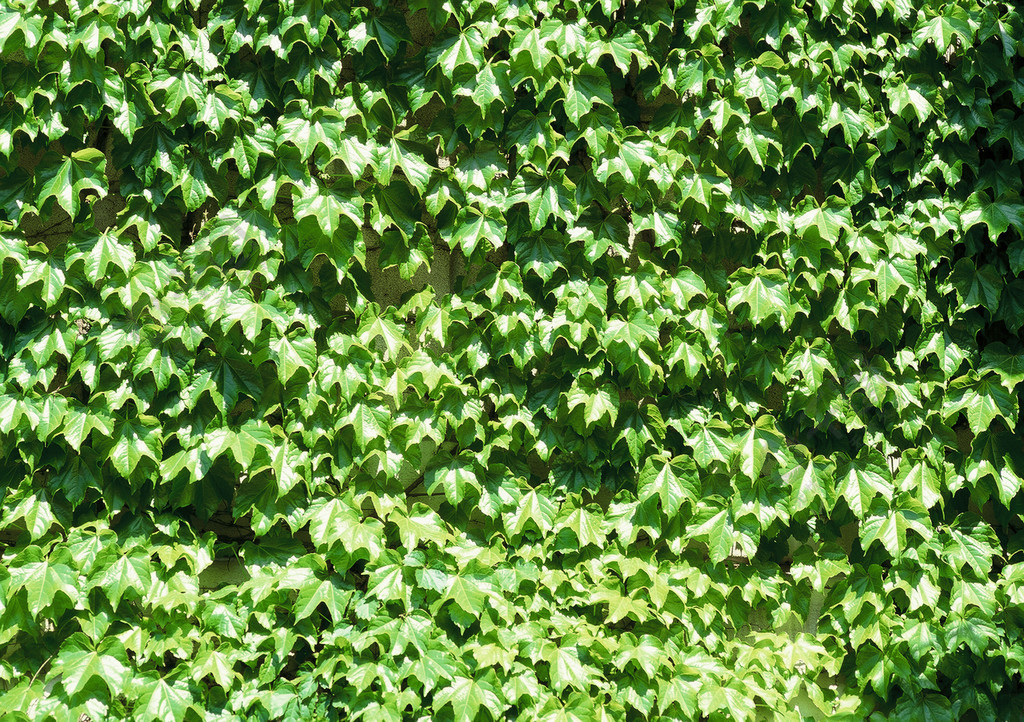 灌木草地生長葉葉花園夏季質地公園森林自然圖案葉植物茂盛田野草坪