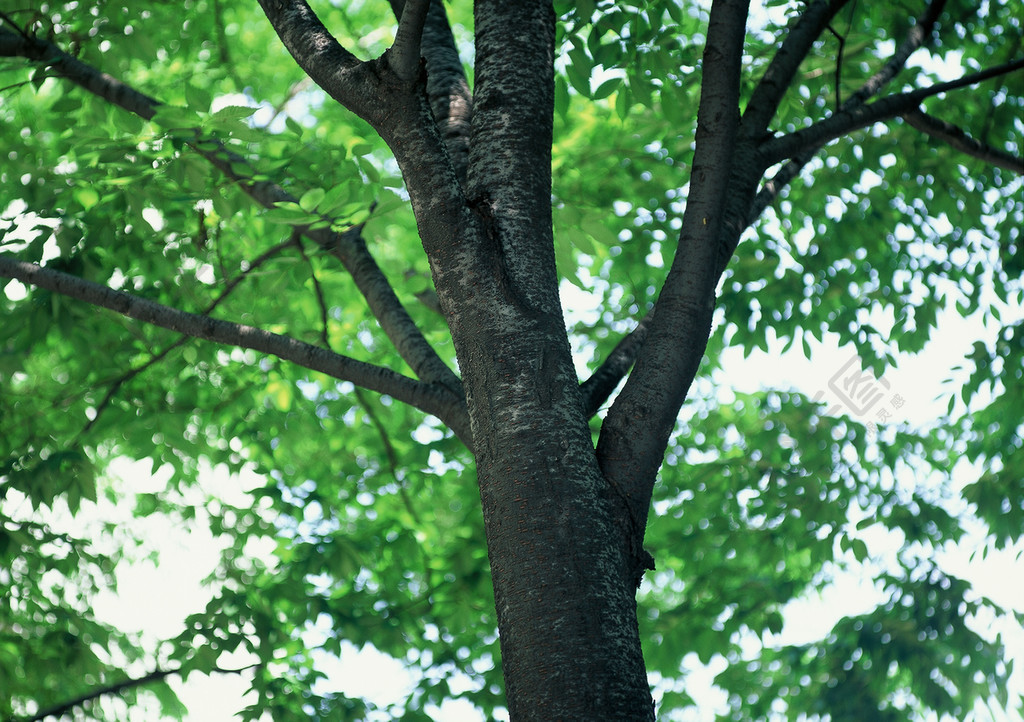 樹木木本植物維管植物森林公園植物樹枝橡樹樹葉樹葉景觀木材樹木室外