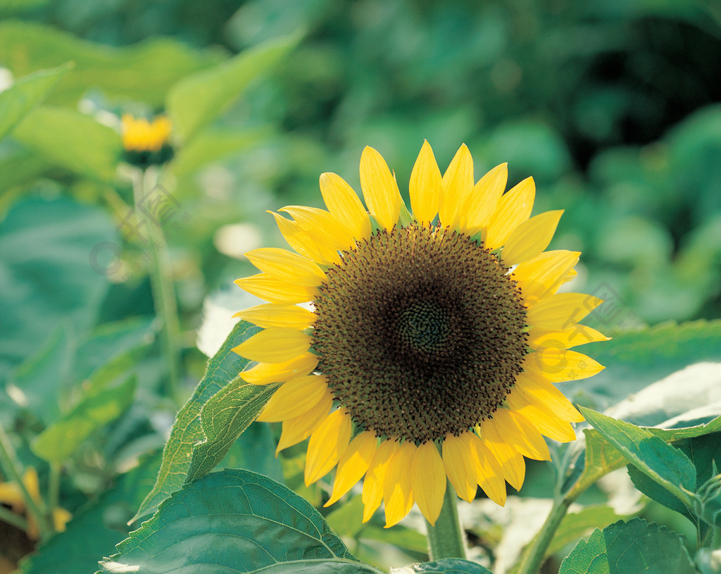 向日葵花田野夏天農業植物花瓣太陽葉子花朵花園天空植物鄉村陽光花粉