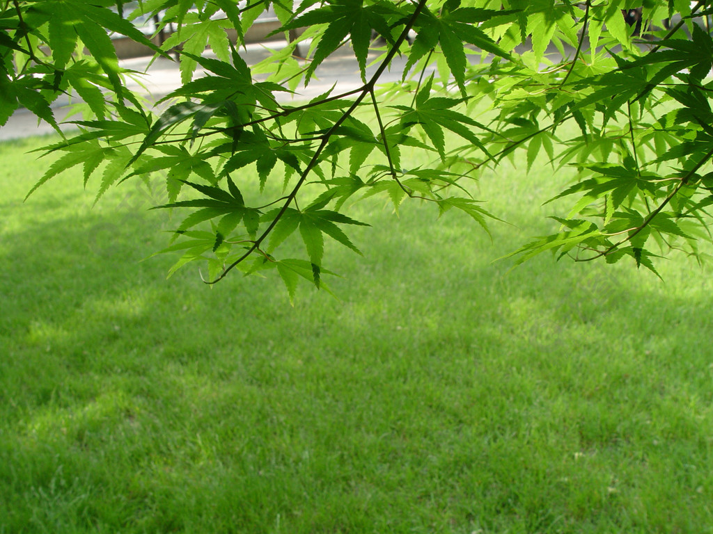 樹植物維管植物草本木本植物草蘆筍蕨類夏季春季田野森林生長葉天然葉