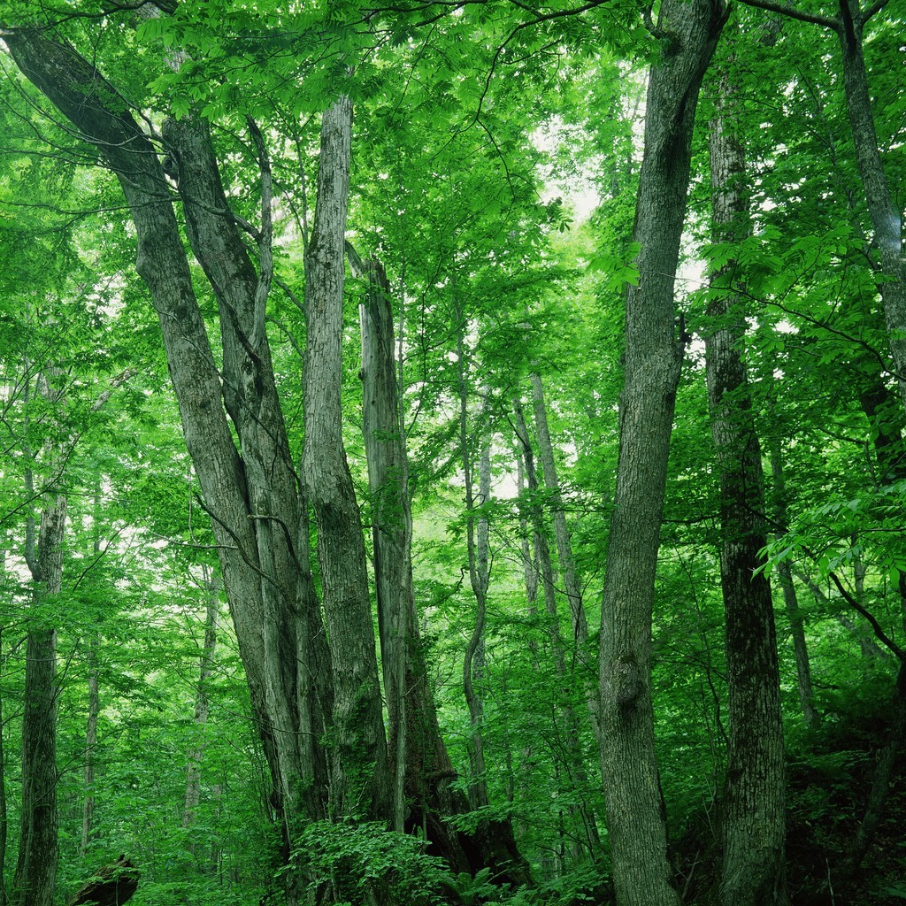 森林深處山谷低角度攝影