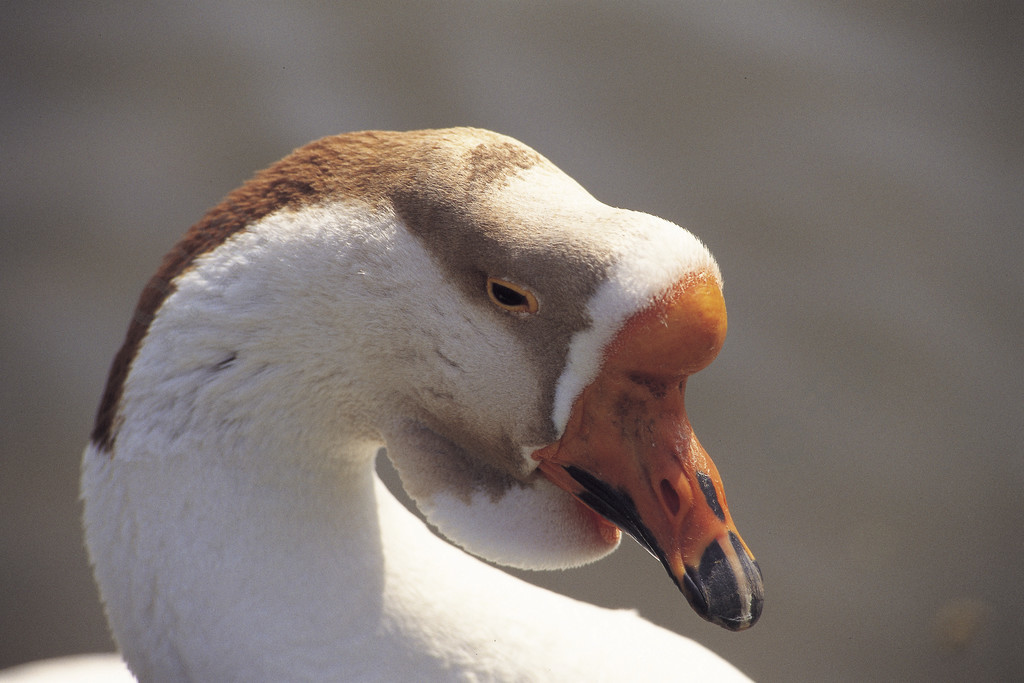 布朗鵜鶘肖像大海保護池塘翅膀戶外飛天鵝禽類德雷克動物園野鴨農場