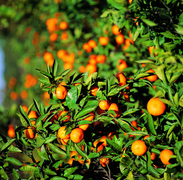 橙子柑樗子汉语多汁成熟维生素叶片健康 i
