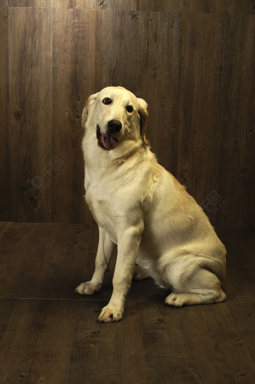 黄金猎犬(黄金猎犬和金毛的区别)