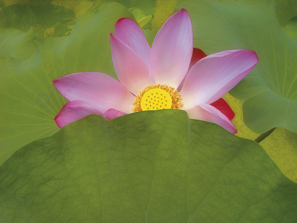 花蓮花盛開花特寫蓮花花